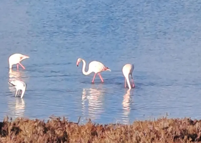Il Melo D'oro * 贝瓦尼亚圣彼得